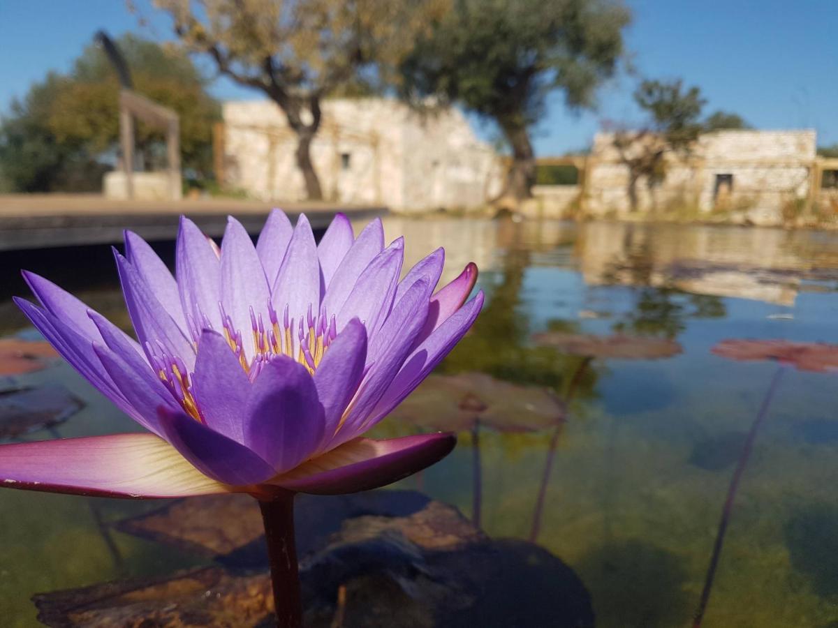 Il Fiore Della Vita Trulli Country House Conversano Ngoại thất bức ảnh